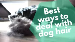 3 Bissell 33A1 Pet Hair Eraser Bester BudgetHandstaubsauger für Haustiere